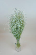 Dried Flowers | Indian Rice Grass – Naturally Dried