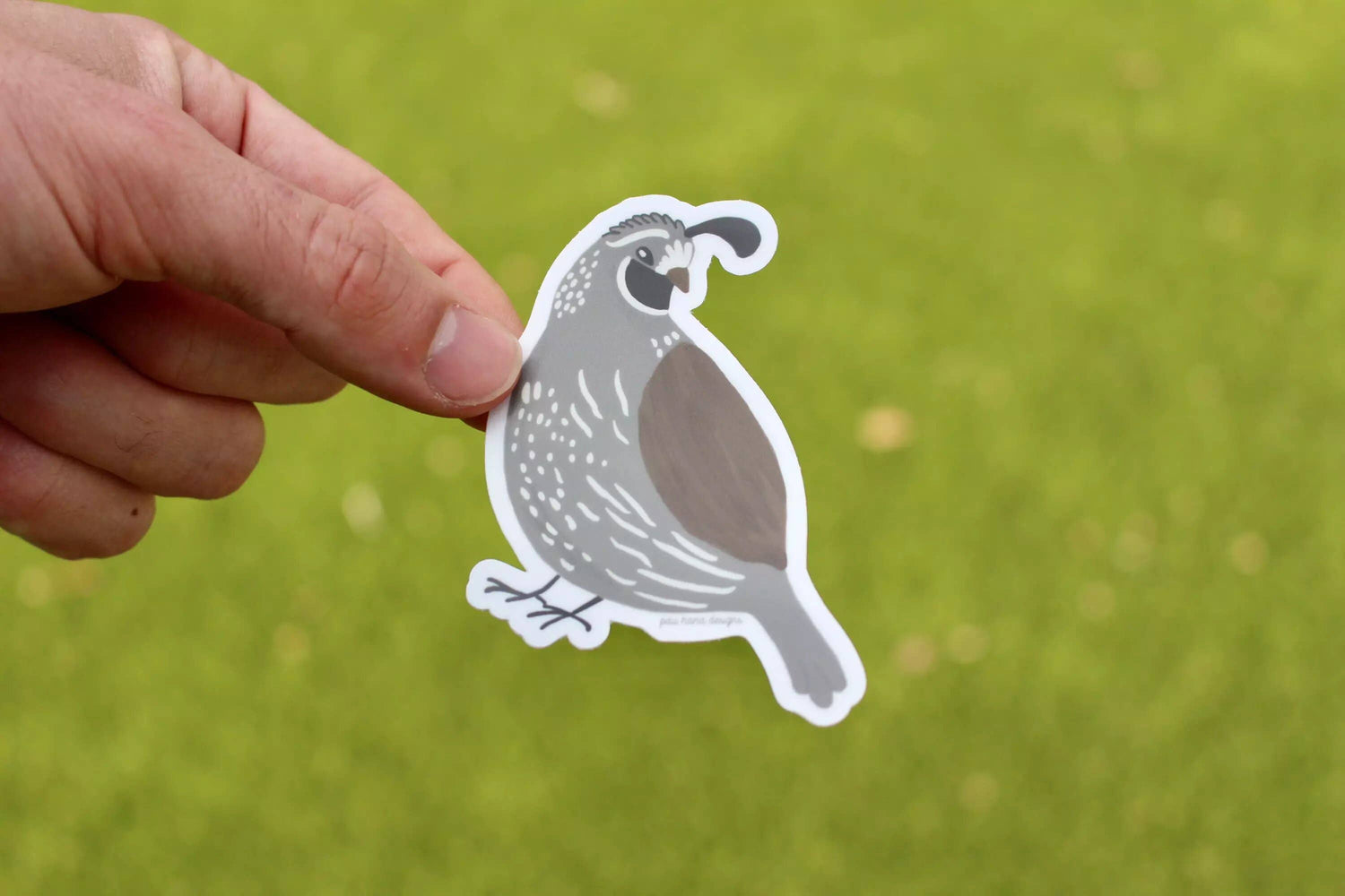 Sticker | California Quail Sticker