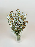 Dried Flowers | Ammobium – Delicate White Dried Flowers