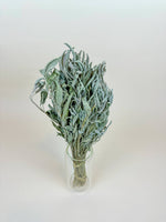 Dried Flowers | Sage – Naturally Dried Filler