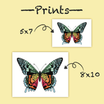 Art Print | Madagascar Colorful Sunset Moth Print