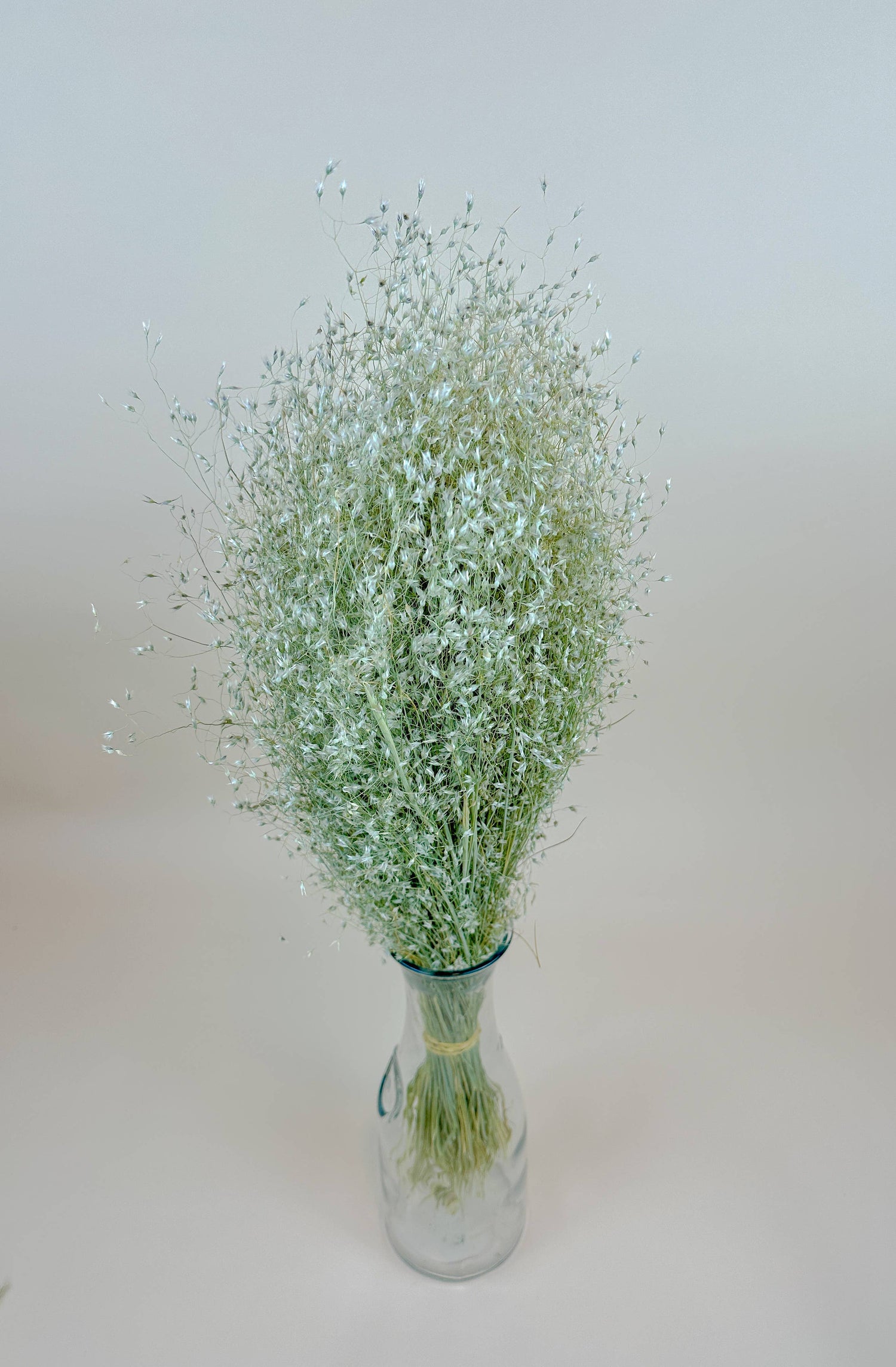 Dried Flowers | Indian Rice Grass – Naturally Dried