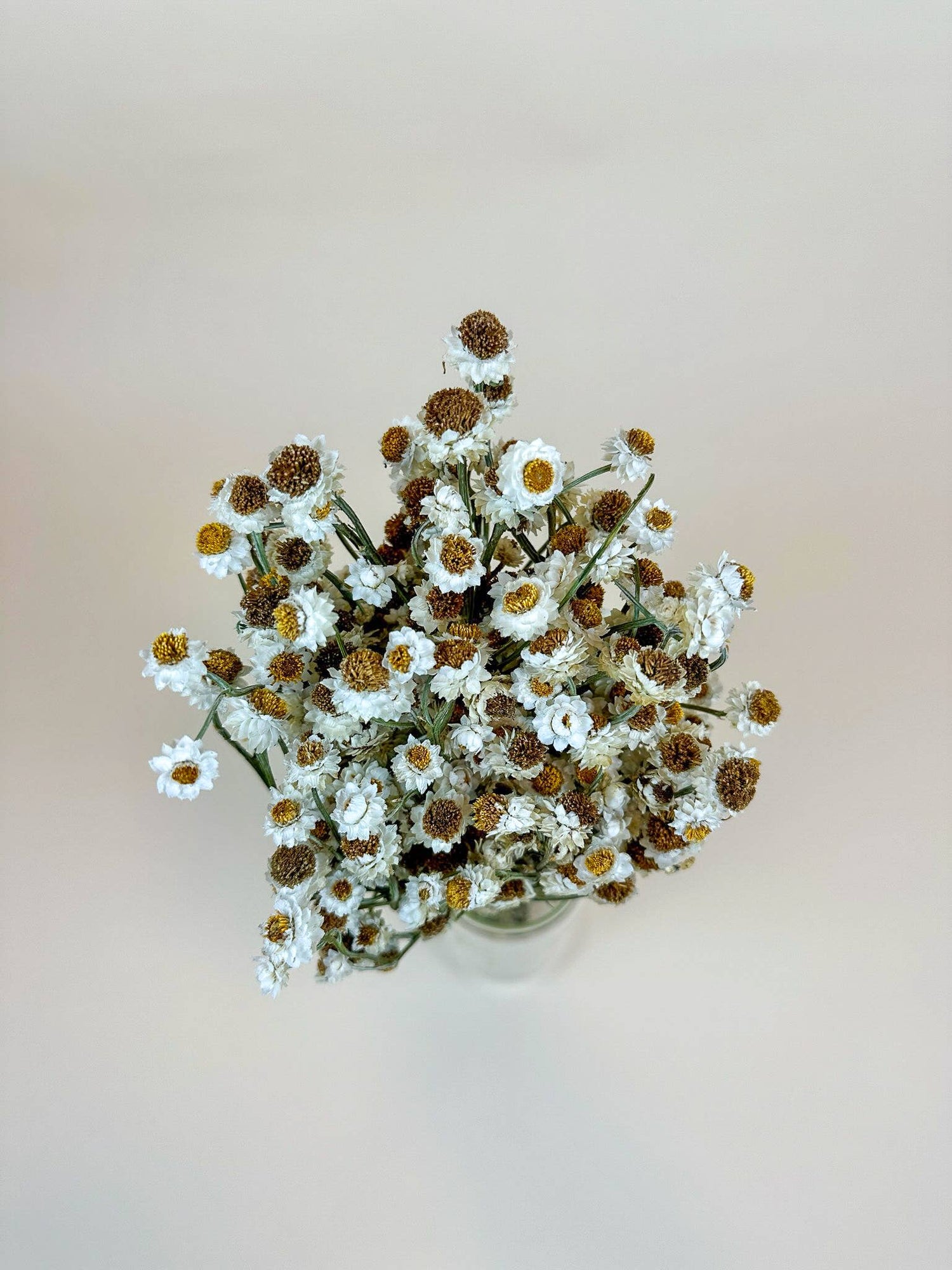 Dried Flowers | Ammobium – Delicate White Dried Flowers