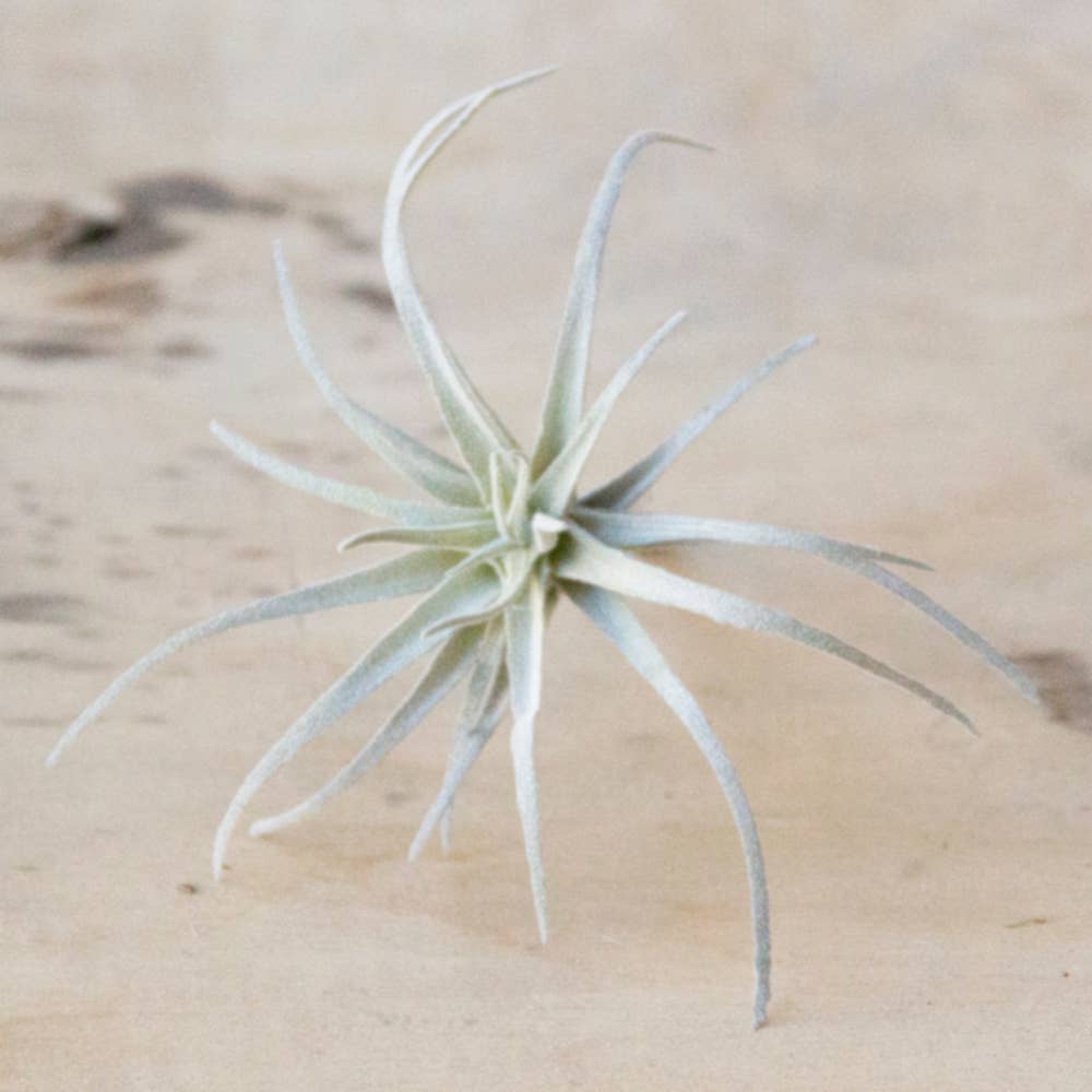 Faux Air Plant