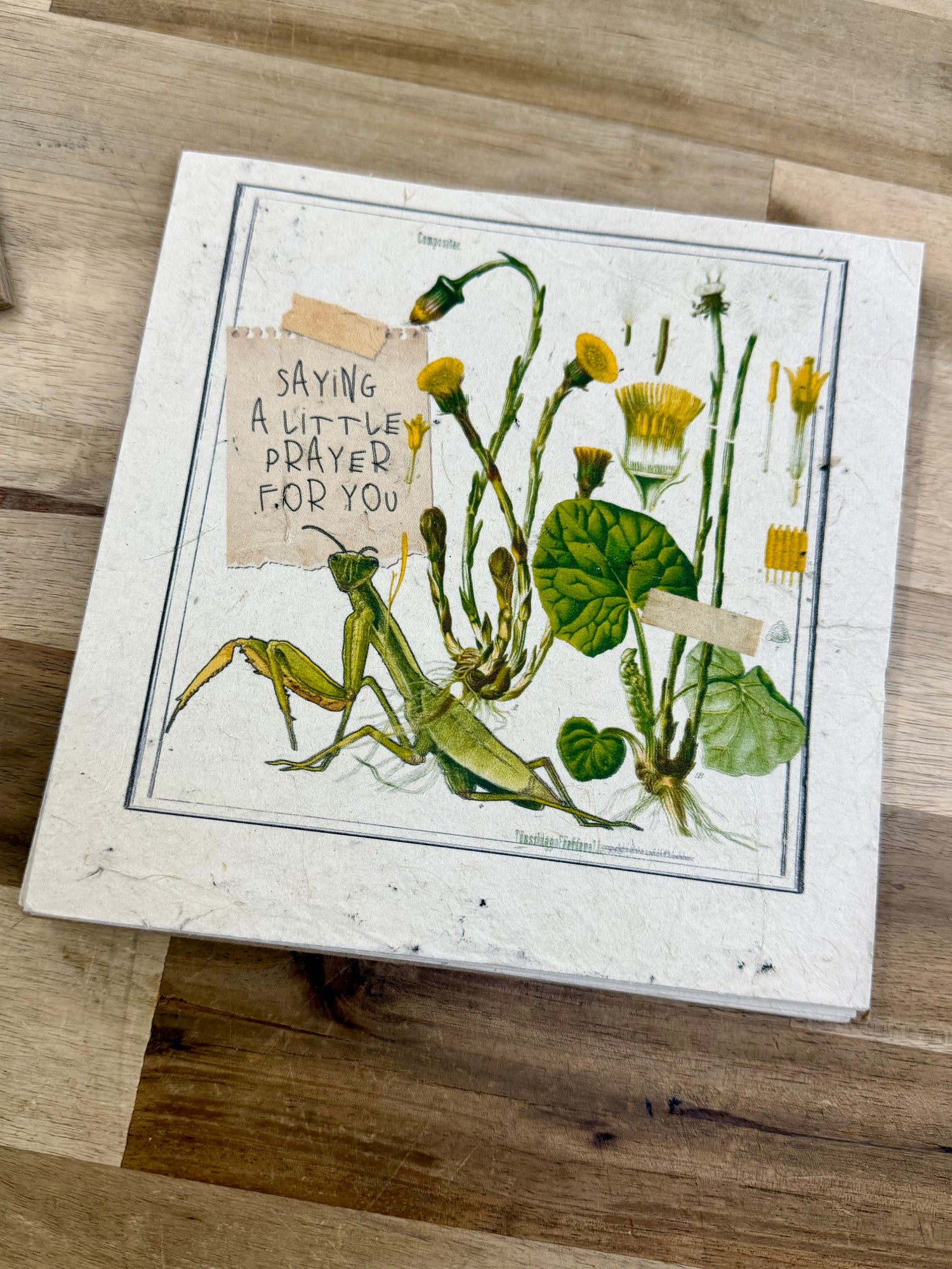 Seed Paper 6" Square Greeting Card | Praying Mantis - Praying For You
