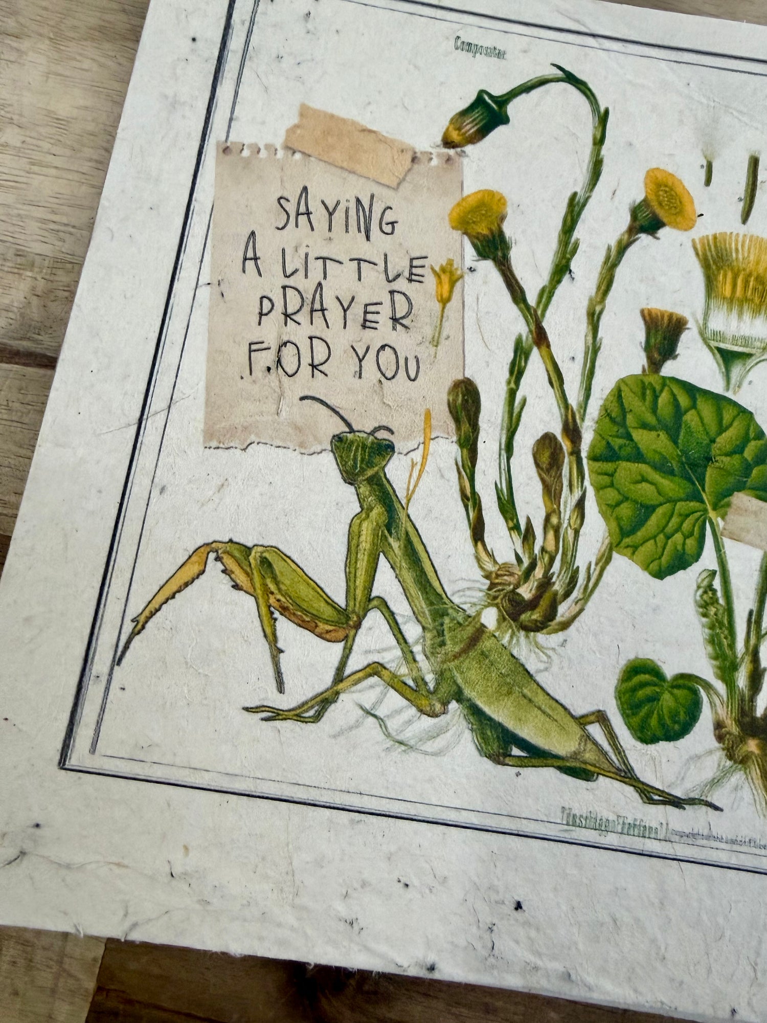 Seed Paper 6" Square Greeting Card | Praying Mantis - Praying For You