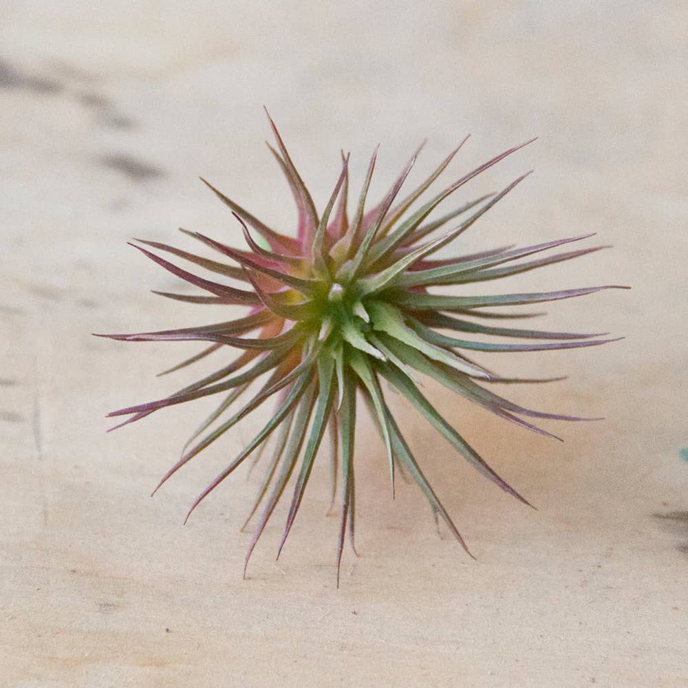 Faux Air Plant