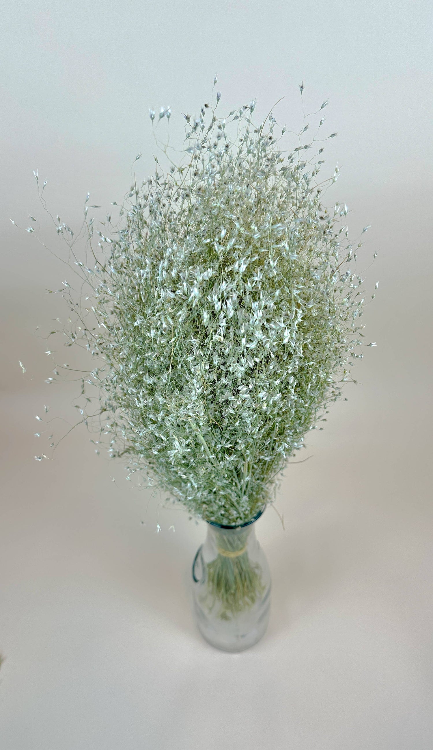 Dried Flowers | Indian Rice Grass – Naturally Dried