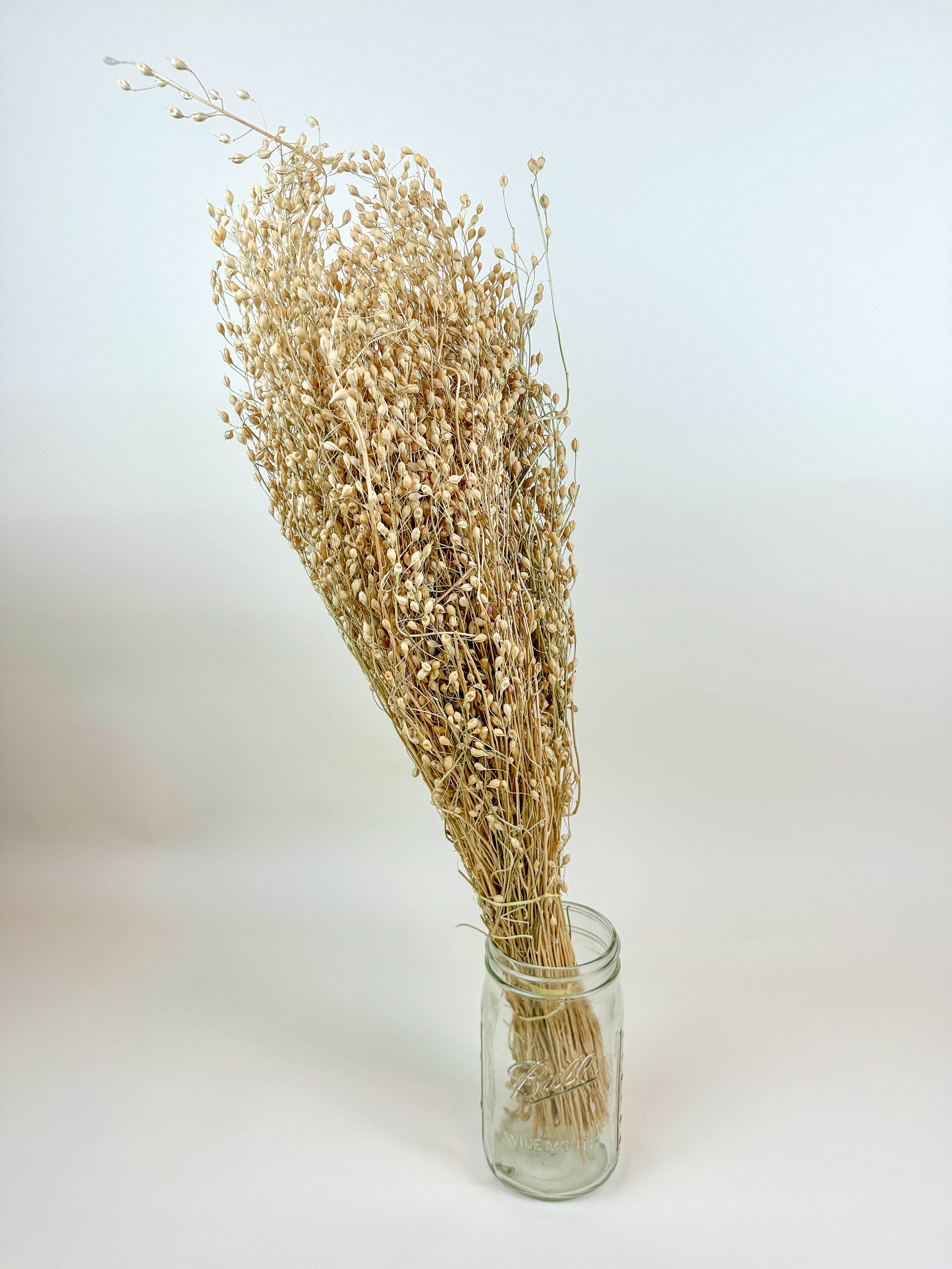 Dried Flowers | Linium – Naturally Dried Seed Pods – Blue Bare Merc. & Made