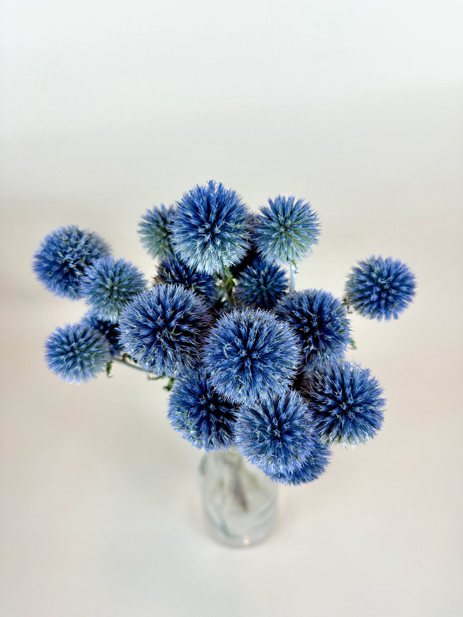 Dried Flowers | Globe Thistle (Echinops) – Natural Blue, Air-Dried