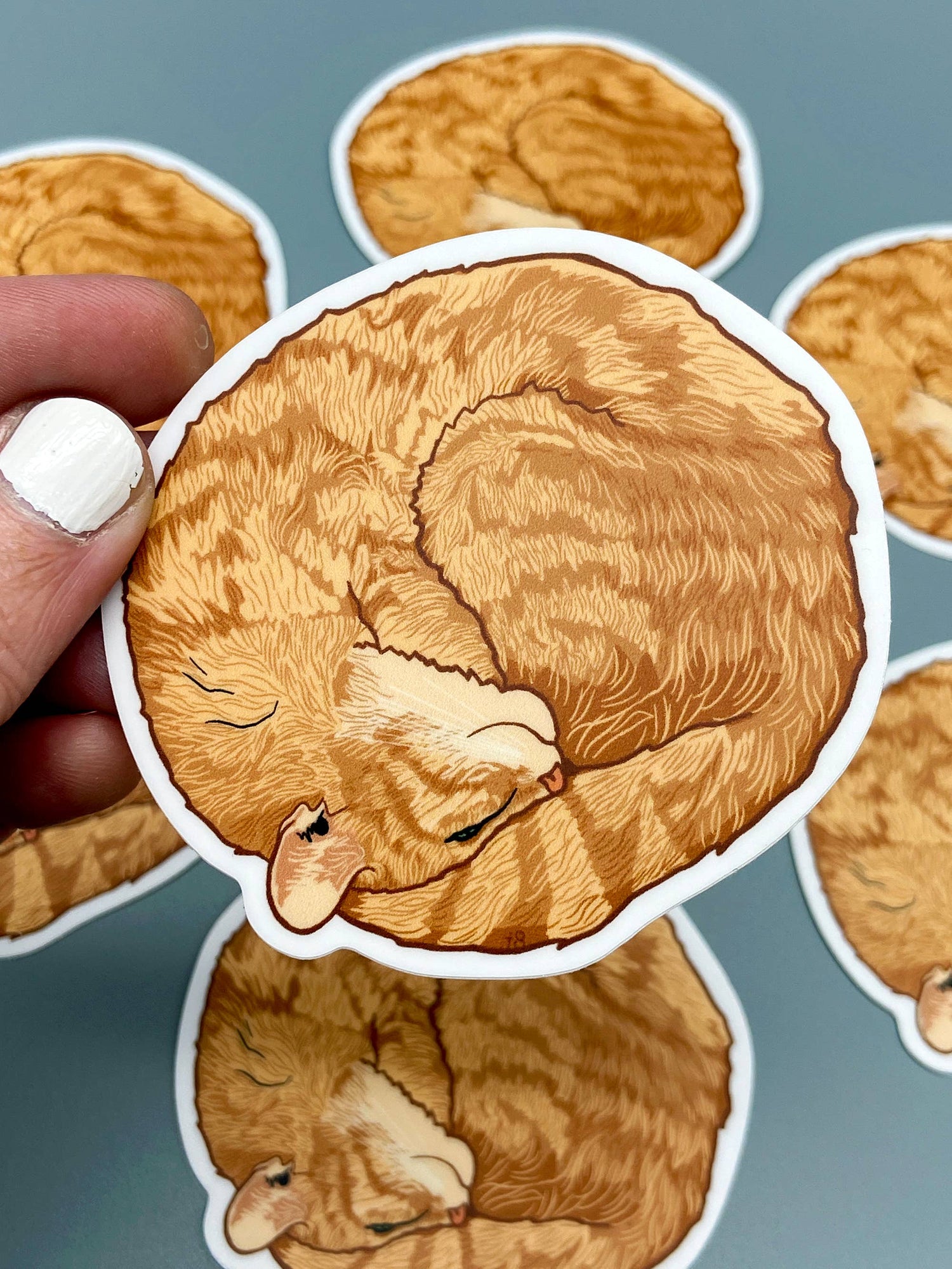 Sticker | Orange Curled Up Kitty