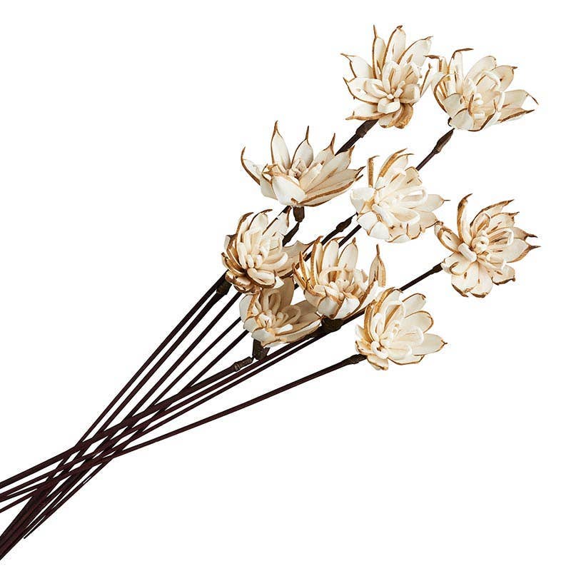 Dried Botanicals | Sola Pankaj Flowers